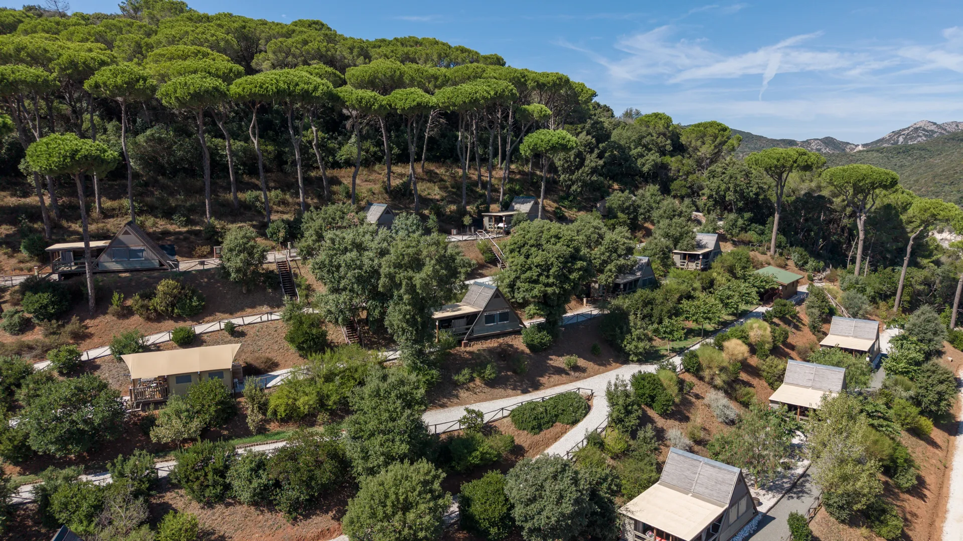 The glamping from a drone: the lodges beneath the pine wood