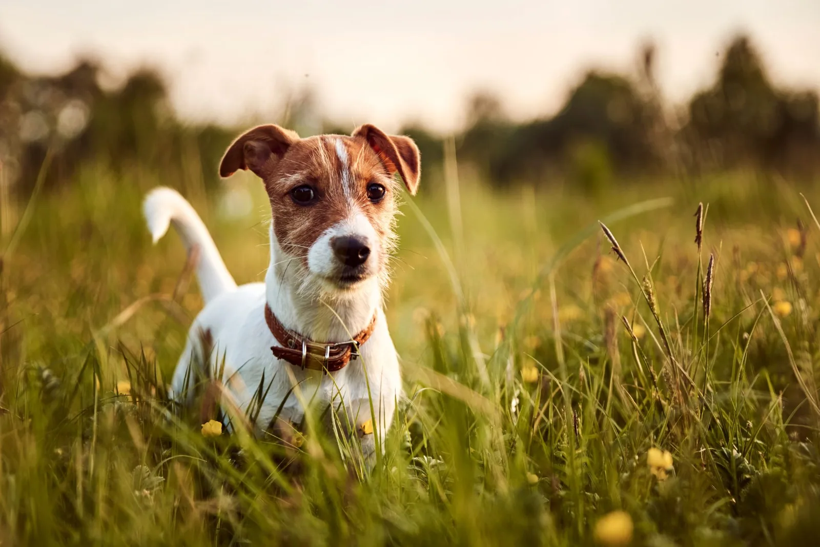 A dog on the lawn at sunset