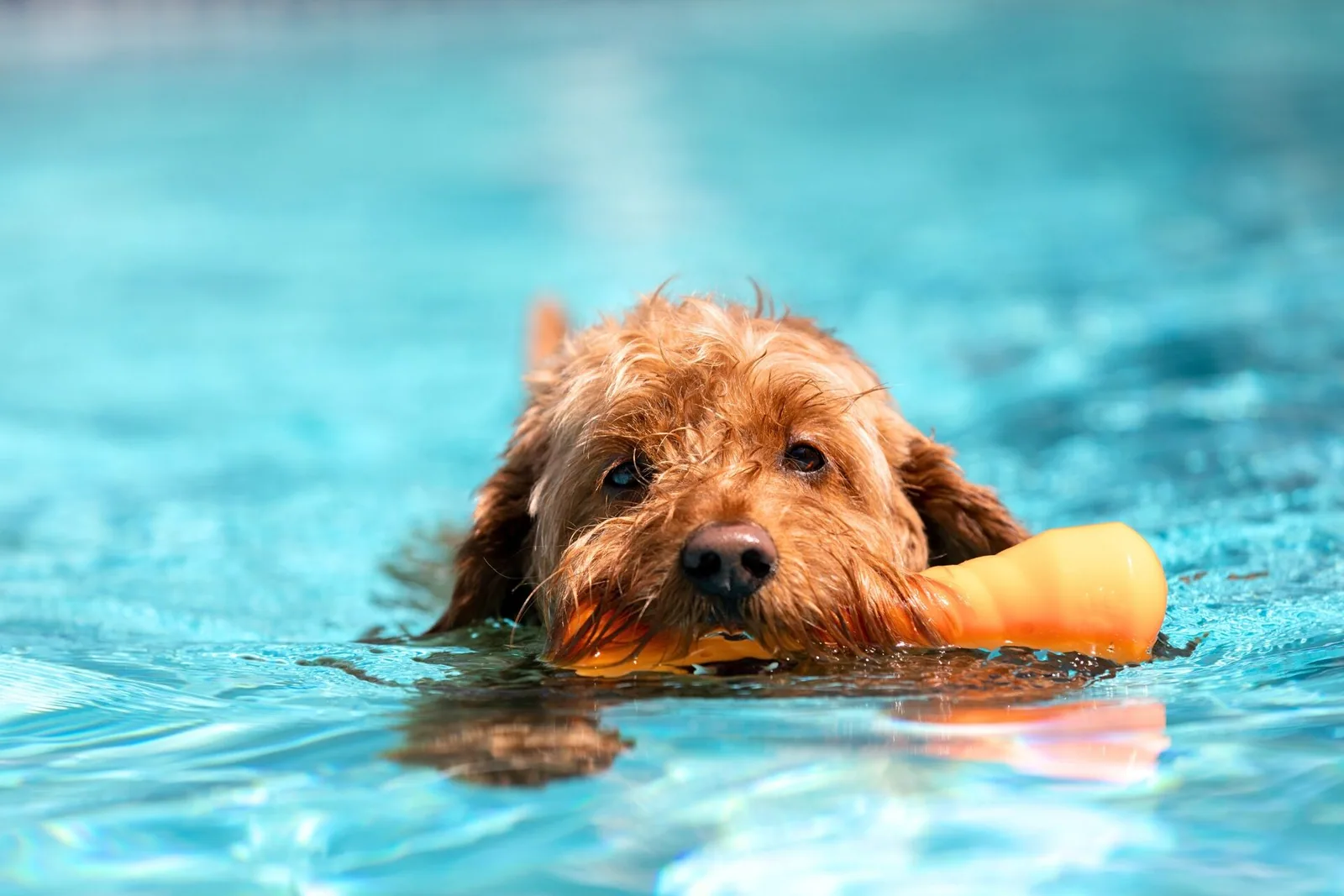 A dog in the pool