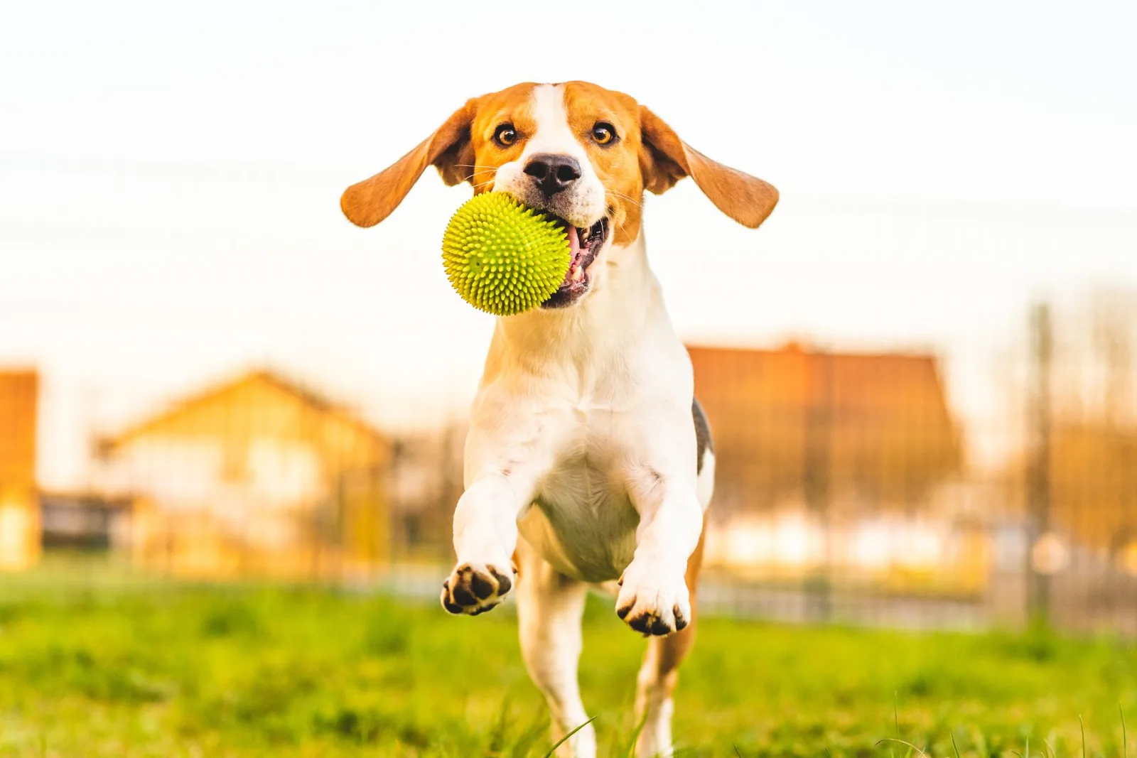A dog running across the lawn with a ball