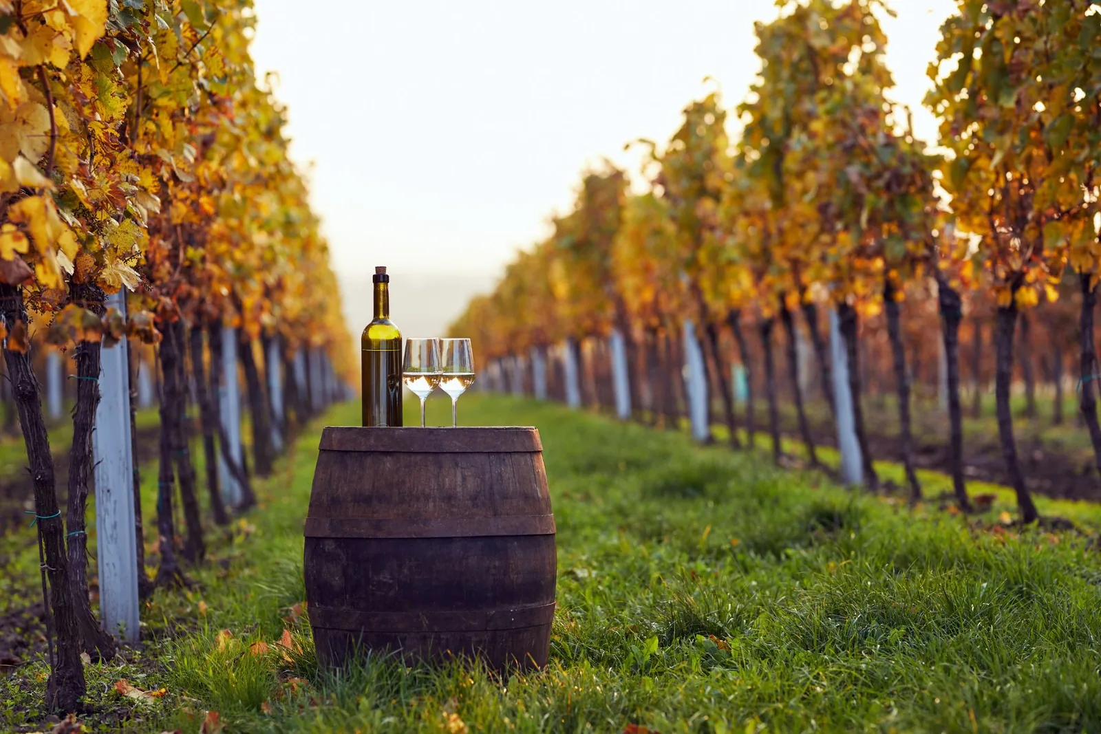 Die Weinberge der Val di Cornia