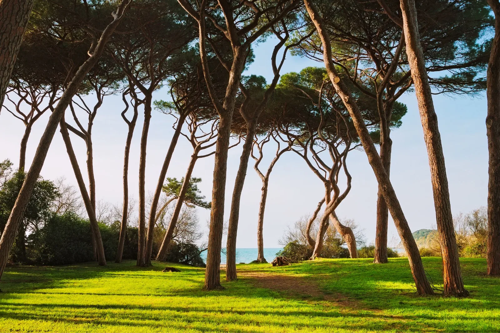 The pine woods of Rimigliano Park